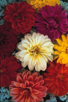 Picture of Dahlia - Unwins Dwarf Hybrids